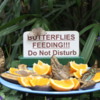 Niagara Parks Butterfly Conservancy