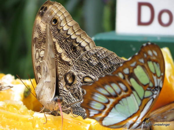 012 Niagara Butterfly Conservancy 7-2013