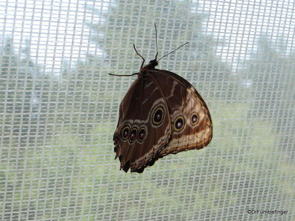 020 Niagara Butterfly Conservancy 7-2013