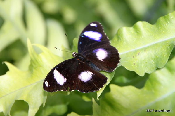 027 Niagara Butterfly Conservancy 7-2013