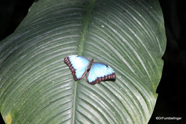 031 Niagara Butterfly Conservancy 7-2013