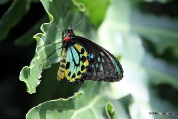 034 Niagara Butterfly Conservancy 7-2013