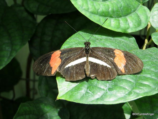 036 Niagara Butterfly Conservancy 7-2013