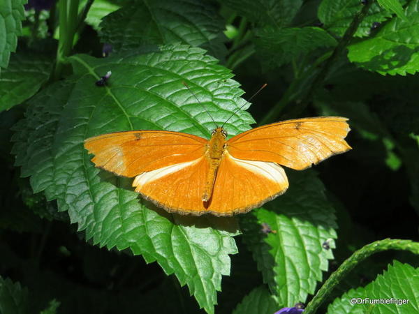 037 Niagara Butterfly Conservancy 7-2013