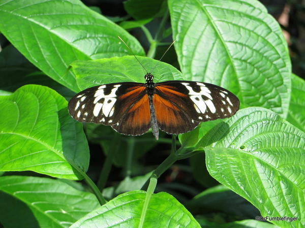 039 Niagara Butterfly Conservancy 7-2013