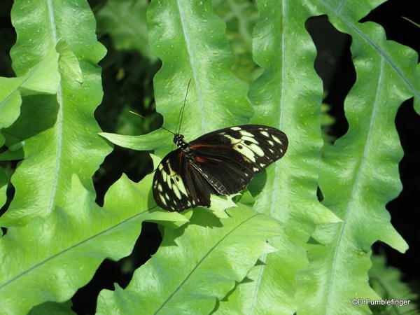041 Niagara Butterfly Conservancy 7-2013