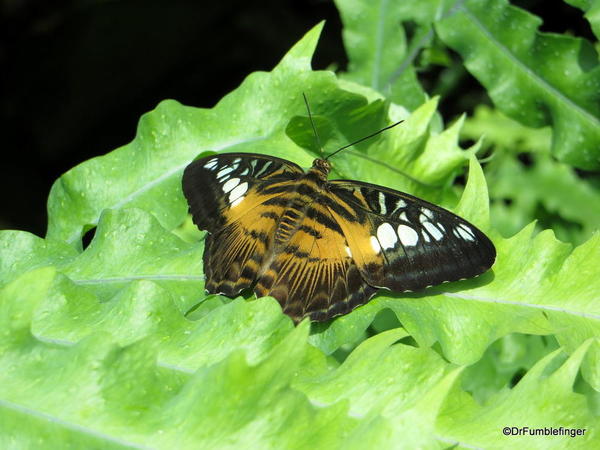 045 Niagara Butterfly Conservancy 7-2013