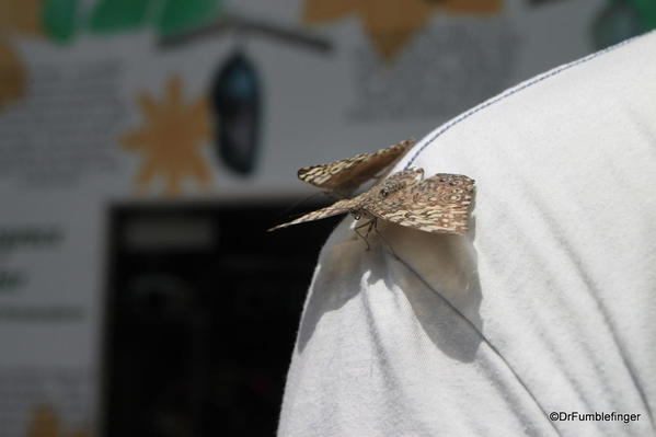 049 Niagara Butterfly Conservancy 7-2013