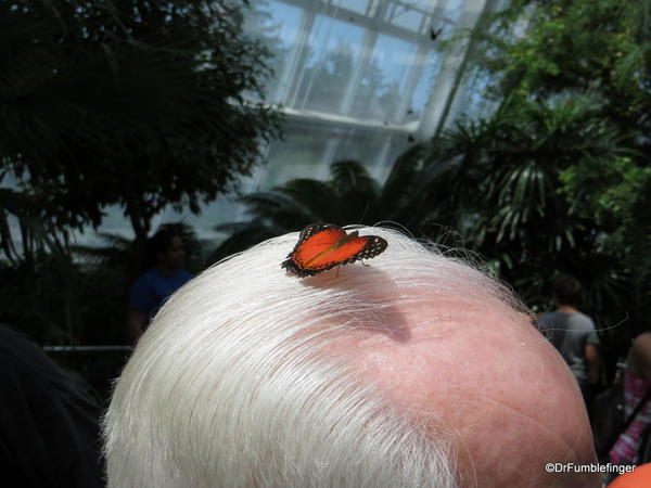 052 Niagara Butterfly Conservancy 7-2013