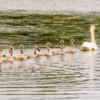 Swan and Cygnets,  Hollywell Nature Reserve, Northumberland, UK.