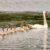 Swan and Cygnets,  Hollywell Nature Reserve, Northumberland, UK.