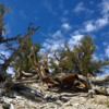 Bristlecone pines in the White Mountains