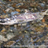 What proved to be a live salmon struggling upstream in its natal creek.