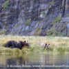 Grizzly Bears foraging at the edge of the river