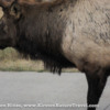 Bull elk blocking my pathway, too close for my camera to focus.