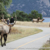 Elk and people sharing the sidewalk at the Estes Park golf course.