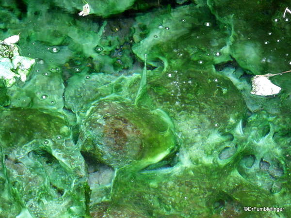 Algae growing in the warm water of the Cave and Basin National Historic Site