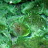 Algae growing in the warm water of the Cave and Basin National Historic Site