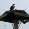 Osprey nest