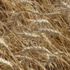 Wheat field, eastern Washington state