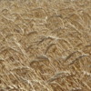 Wheat field, eastern Washington state