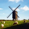 Hjerl Hede Windmill &amp; Sheep (1)