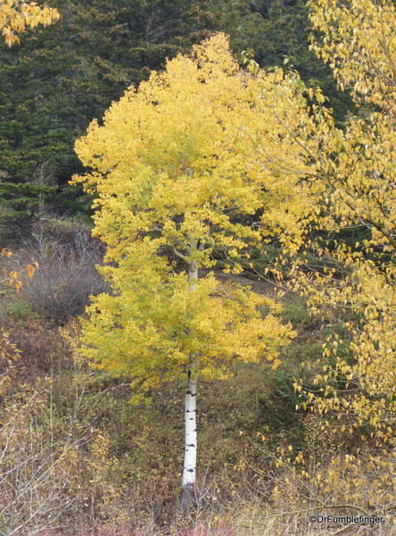 03 Fall Colors, Crowsnest