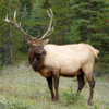 Elk, Banff National Park