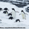 Antarctica_seal_attack-2