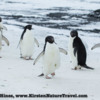 Antarctica_seal_attack-b