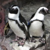 New England Aquarium, Penguins