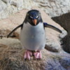 New England Aquarium, Penguins