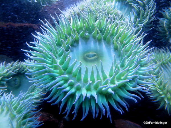 15 New England Aquarium. Giant Green Sea Anenome