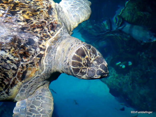 21 New England Aquarium Kemp's Ridley Sea Turtle
