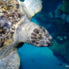 New England Aquarium Kemp's Ridley Sea Turtle