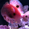 New England Aquarium ocellated frogfish
