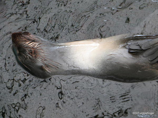 26 New England Aquarium Sea Otter
