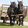 Percheron Horses, Bar U Ranch, Alberta