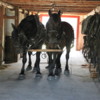 Percheron Horses, Bar U Ranch, Alberta