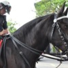 Percheron-police-horse
