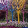 Merano Colored Trees