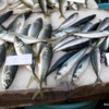 13 Catania Fish Market