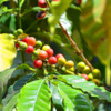 Antigua coffee 5