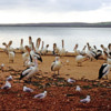 Kangaroo Island, Kingscote, Pelicans