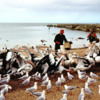 Kangaroo Island, Kingscote, Pelicans