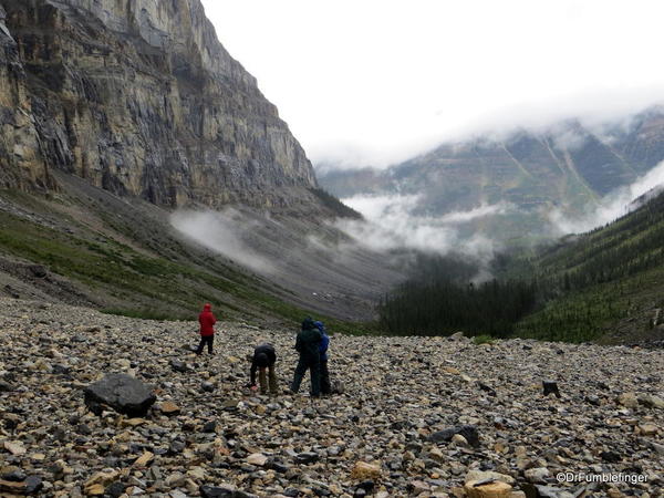 04. Stanley Glacier valley. Looking for fossils (10)