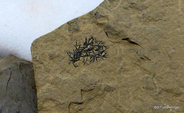 04. Stanley Glacier valley. Looking for fossils (45) Diagonellia cyanthiformis