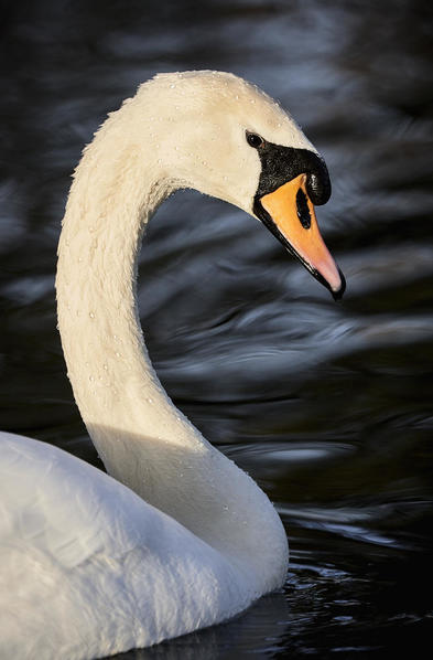 Swan profile 5