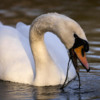 Swans feeding 10+