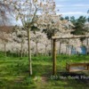 Cherry Orchard, Alnwick Garden, Northumberland
